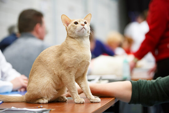 Cat participating in an exhibition showcasing feline breeds and showcasing their unique traits and qualities