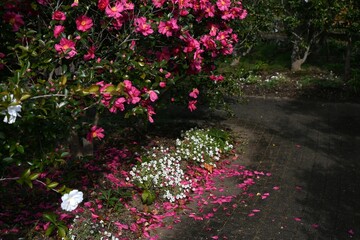 Camellia sasanqua flowers. Theaceae evergreen flowering tree. Red, pink or white five-petal flowers bloom from late autumn to early winter.

