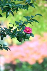 Camellia sasanqua flowers. Theaceae evergreen flowering tree. Red, pink or white five-petal flowers bloom from late autumn to early winter.
