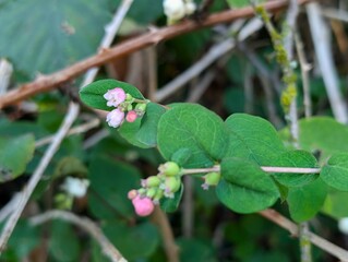Obraz premium The branch of the snowberry (Symphoricarpos albus) blooms in the garden