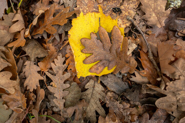 Yellow poplar leaf resting on dry oak leaves during autumn