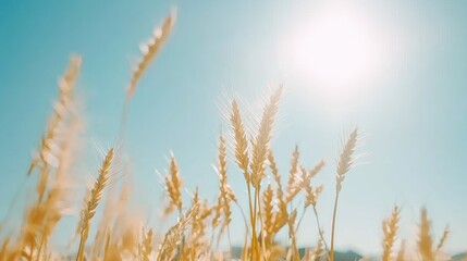 Fototapeta premium Golden Wheat Field Under Bright Sunlight with Clear Blue Sky