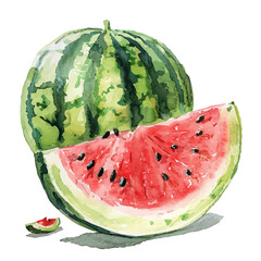 A watercolor vector of a watermelon, isolated on a white background. Watermelon vector.