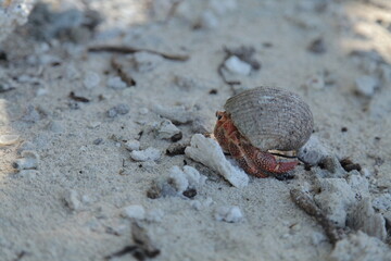 close up of giant hermit crab on the beach in Tahiti