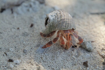 close up of giant hermit crab on the beach in Tahiti