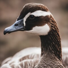 close-up portrait of a goose with plumage