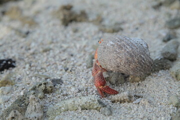 close up of giant hermit crab on the beach in Tahiti