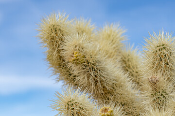 Cholla Cactus Garden Trail，Colorado Desert section of the Sonoran Desert. Joshua Tree National...