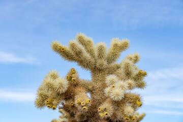 Cholla Cactus Garden Trail，Colorado Desert section of the Sonoran Desert. Joshua Tree National...