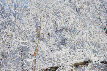 frost covered trees