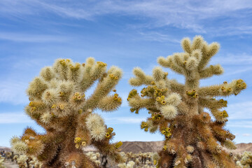 Cholla Cactus Garden Trail，Colorado Desert section of the Sonoran Desert. Joshua Tree National...