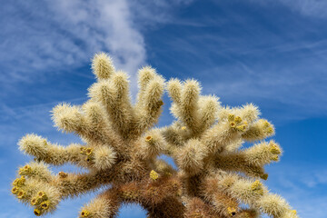 Cholla Cactus Garden Trail，Colorado Desert section of the Sonoran Desert. Joshua Tree National...