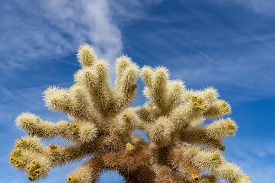 Cholla Cactus Garden Trail，Colorado Desert section of the Sonoran Desert. Joshua Tree National Park, California. Cylindropuntia bigelovii, the teddy-bear cholla, is a cholla cactus.

