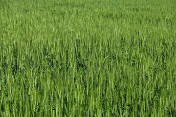 field of spring wheat