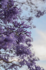 Jacaranda tree