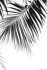 Obraz premium A close-up photo of a tropical palm tree, with its intricate leaf patterns and a soft focus that captures the essence of vacationing in a warm island paradise.