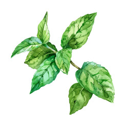 A watercolor painting of mint leaves, isolated on a white background. Mint leaves vector.