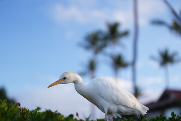 White Egret bird looking for food