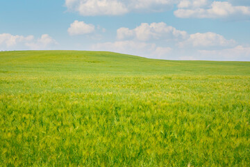 Fototapeta premium 청보리밭