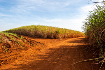 Sugarcane plantation on sunny day