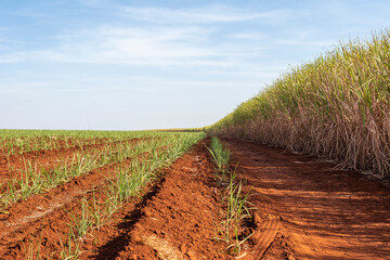 Sugarcane plantation on sunny day