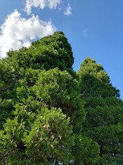 Fototapeta premium The tops of Thuja Giant on the blue sky background