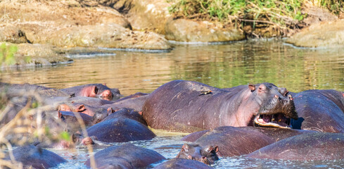 Telephoto of a hippopotamus, Hippopotamus amphibius, floating partially submerged in a hippo pool in the Serengeti National Park, Tanzania