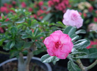 Obraz premium Desert Rose, adenium obesum. Japanese frangipani adenium ornamental plant, succulent flowering plant adenium as desert rose. exotic tropical , pink color in Thailand