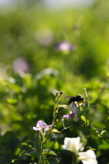 Black bee finding pollen on a flower