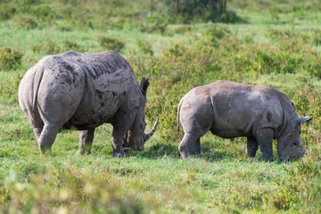 Obraz premium Close-up of an encounter with a White Rhinoceros -Ceratotherium simum- accompanied by its young, grazing in Lake Nakuru national park, Kenya.