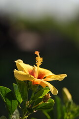 Obraz premium Hawaiian state flower