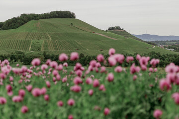field of pink poppies