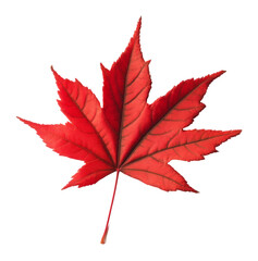 Red maple leaf isolated on transparent background