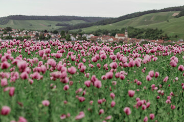 field of pink poppies