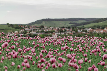 field of pink poppies