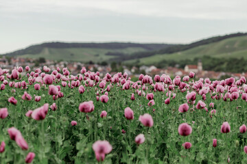 Obraz premium field of pink poppies