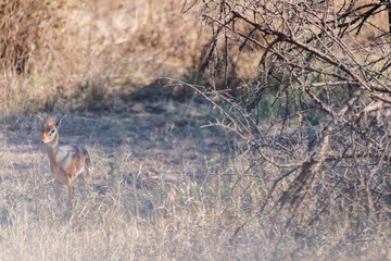 Telephoto of two Dik Diks - Madoqua kirkii- hiding in the bushes of the Serengeti, Tanzania