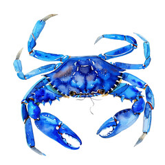 A watercolor drawing of a blue crab, isolated on a white background. Blue crab vector.