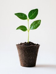 Small plant is growing in a plastic container. The plant is green and has a few leaves. The container is filled with soil and the plant is growing out of the soil