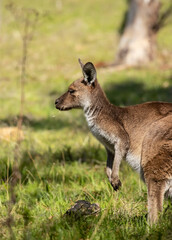 Cute wild young kangaroo grazing close-up, animal portrait, Australian wildlife