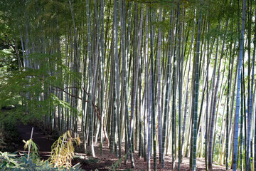 殿ヶ谷戸庭園の竹藪