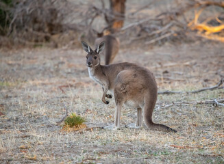 Cute wild young kangaroo grazing close-up, animal portrait, Australian wildlife