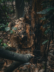 Australian Nature, Stony Range Regional Botanic Garden. Sydney, Dee Why, Australia.