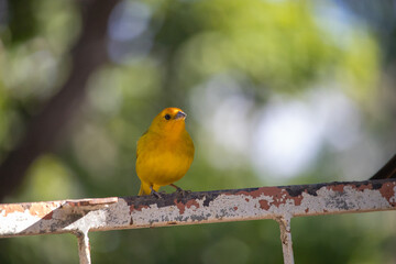 Fototapeta premium Canario da terra. The true ground canary or ground canary (Sicalis flaveola), not to be confused with the canary or domestic canary (Serinus canaria),[2] belongs to the family Thraupidae