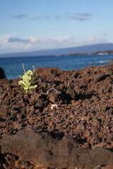 Lonely plant growing in the Laperouse lava field. Maui