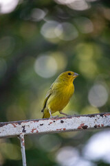 Canario da terra. The true ground canary or ground canary (Sicalis flaveola), not to be confused with the canary or domestic canary (Serinus canaria),[2] belongs to the family Thraupidae