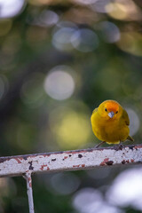 Canario da terra. The true ground canary or ground canary (Sicalis flaveola), not to be confused with the canary or domestic canary (Serinus canaria),[2] belongs to the family Thraupidae
