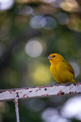 Canario da terra. The true ground canary or ground canary (Sicalis flaveola), not to be confused with the canary or domestic canary (Serinus canaria),[2] belongs to the family Thraupidae