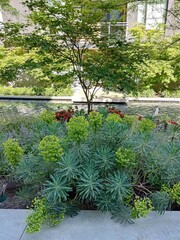 Euphorbia characias, the Mediterranean spurge for landscape design in cities