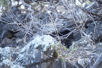black goat in the hawaiian forest on Maui